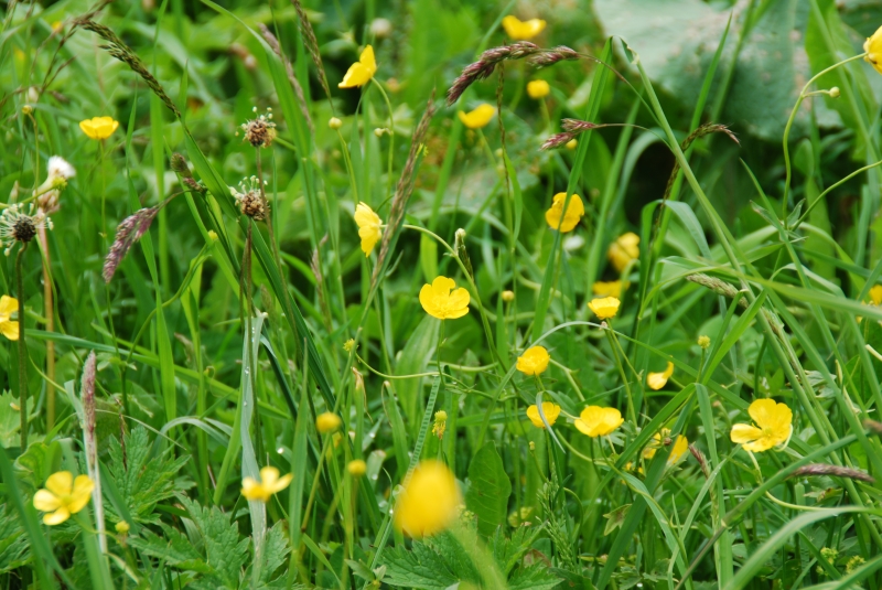 Buttercup
Keywords: Switzerland Gimmelwald Nikon Flower