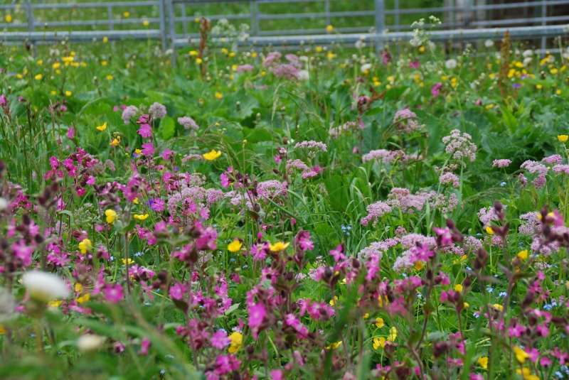Meadow
Keywords: Switzerland Gimmelwald Nikon Flower