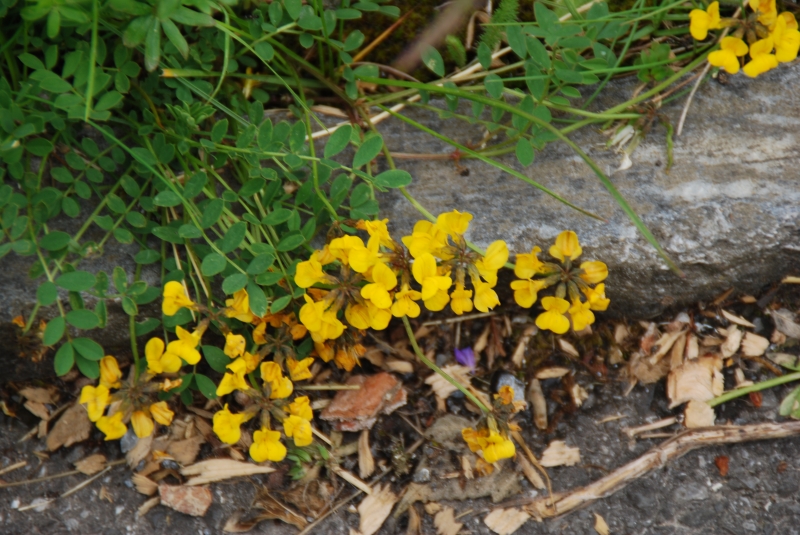 Keywords: Switzerland Gimmelwald Nikon Flower