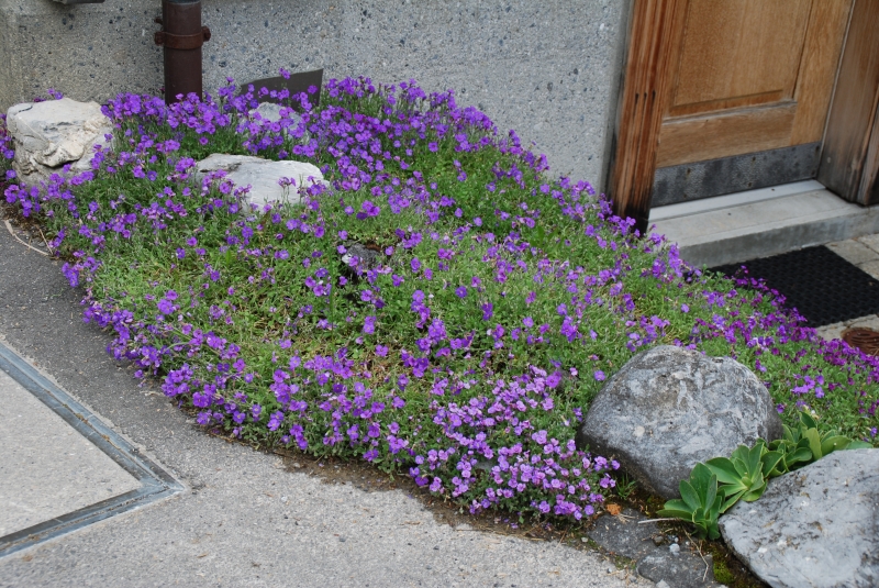 Aubrieta
Keywords: Switzerland Gimmelwald Nikon Flower
