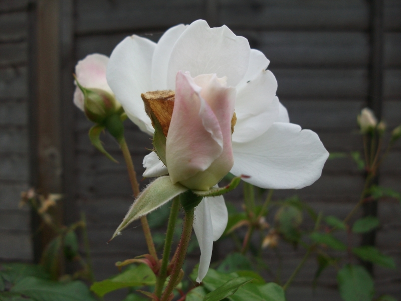 Neelix's rose
Keywords: Flower Rose Fujifilm