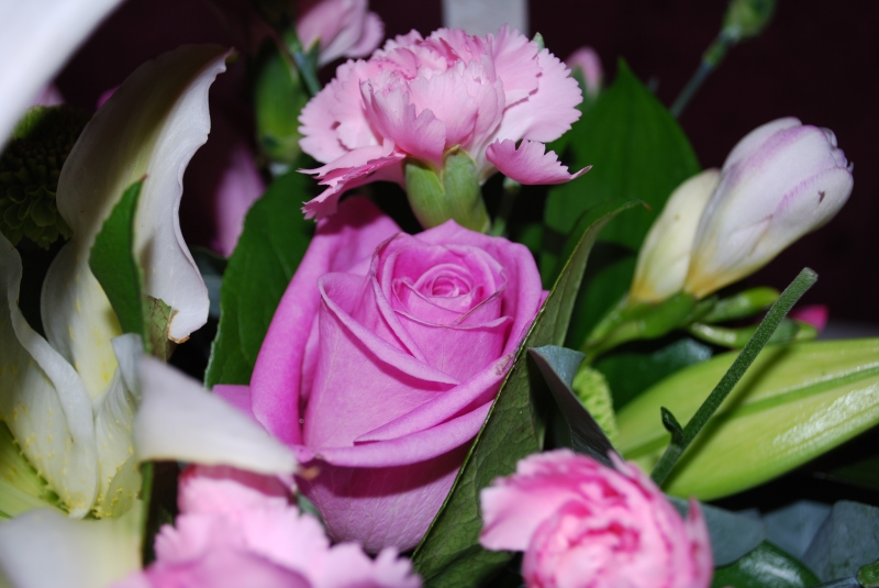 Keywords: Flower Rose Nikon