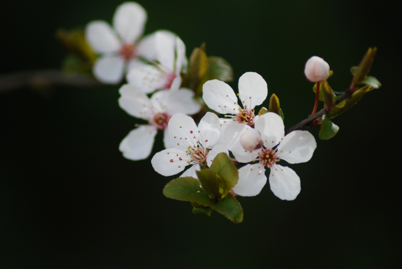 Blossom
Keywords: Reading Maiden Earleigh Lake Nikon Flower