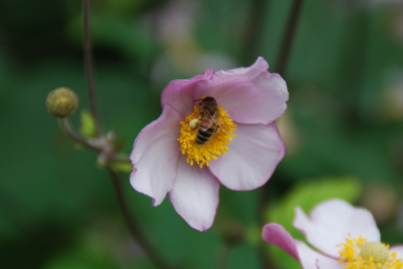 Bee and flower
Keywords: Reading Nikon Beale Park