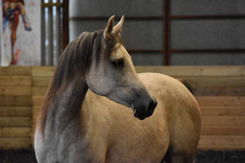 Horse
Keywords: Exmoor Nikon Horse Animal