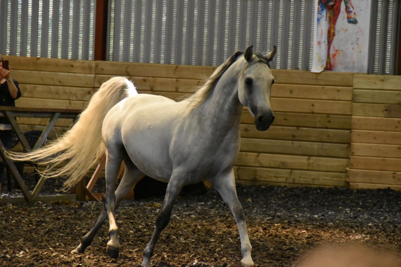 Horse
Keywords: Exmoor Nikon Horse Animal