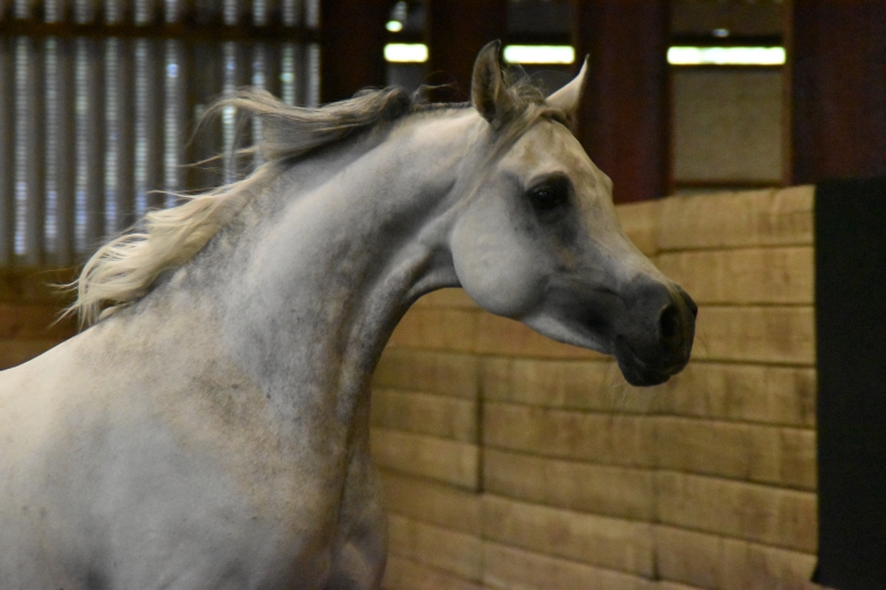 Horse
Keywords: Exmoor Nikon Horse Animal