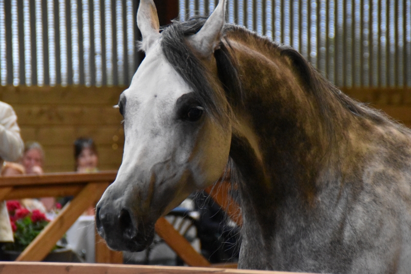 Horse
Keywords: Exmoor Nikon Horse Animal