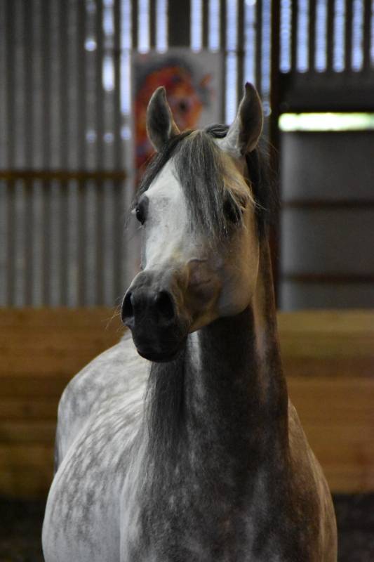 Horse
Keywords: Exmoor Nikon Horse Animal