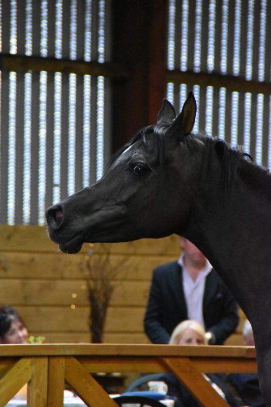 Horse
Keywords: Exmoor Nikon Horse Animal