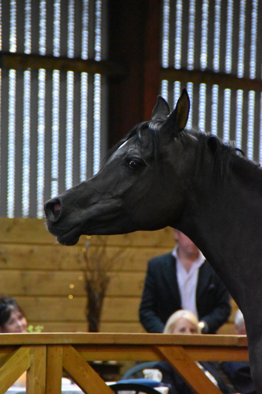 Horse
Keywords: Exmoor Nikon Horse Animal