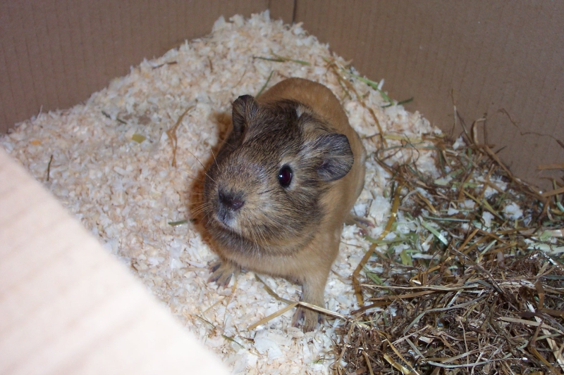 Anya
Just home from the shop.  Just waiting for new home to be ready
Keywords: Guinea Pig Kodak Animal