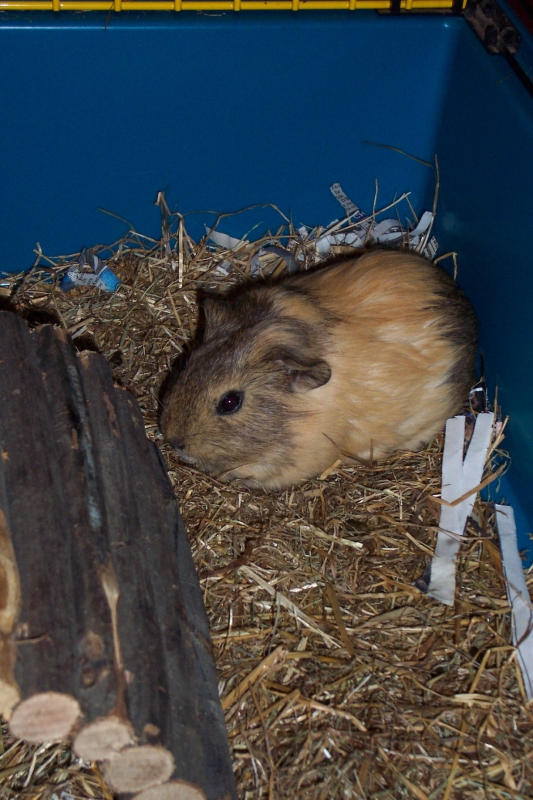 Anya
First week, sleepy piggy
Keywords: Guinea Pig Kodak Animal