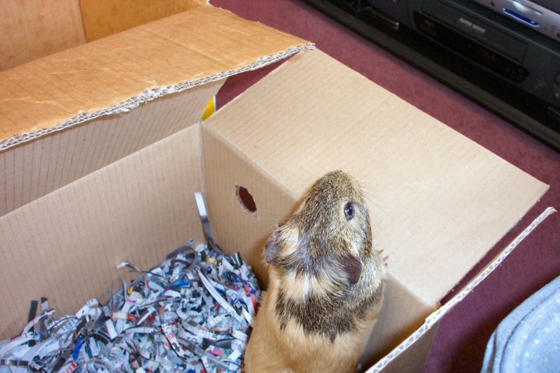 Anya
Always trying to escape
Keywords: Guinea Pig Kodak Animal