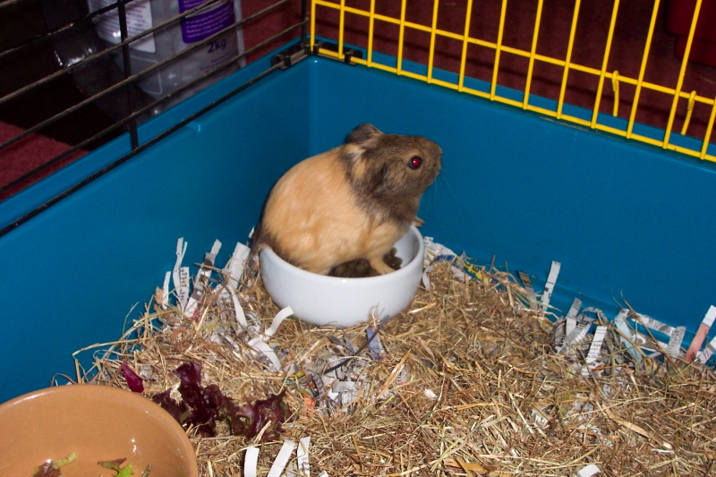 Anya
If I fits, I sits :)
Keywords: Guinea Pig Kodak Animal