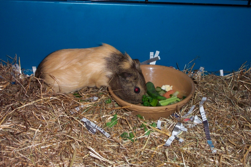 Anya
First week
Keywords: Guinea Pig Kodak Animal