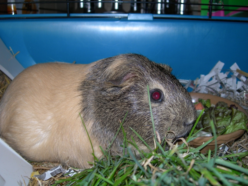 Anya
Keywords: Guinea Pig Nikon Animal