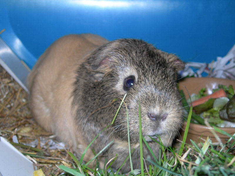 Anya
Keywords: Guinea Pig Nikon Animal