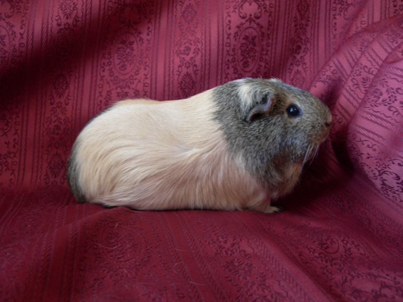 Anya
Keywords: Guinea Pig Nikon Animal