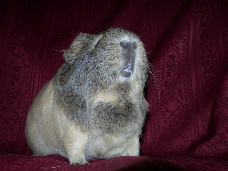 Anya
Keywords: Guinea Pig Nikon Animal