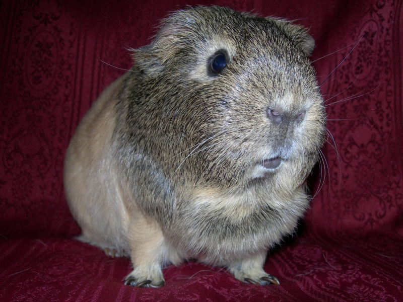 Anya
Keywords: Guinea Pig Nikon Animal