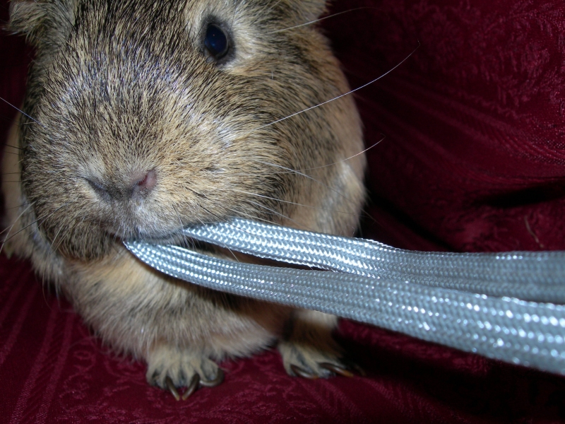 Anya
I ignored her for a few minutes so she decide to get my attention
Keywords: Guinea Pig Nikon Animal