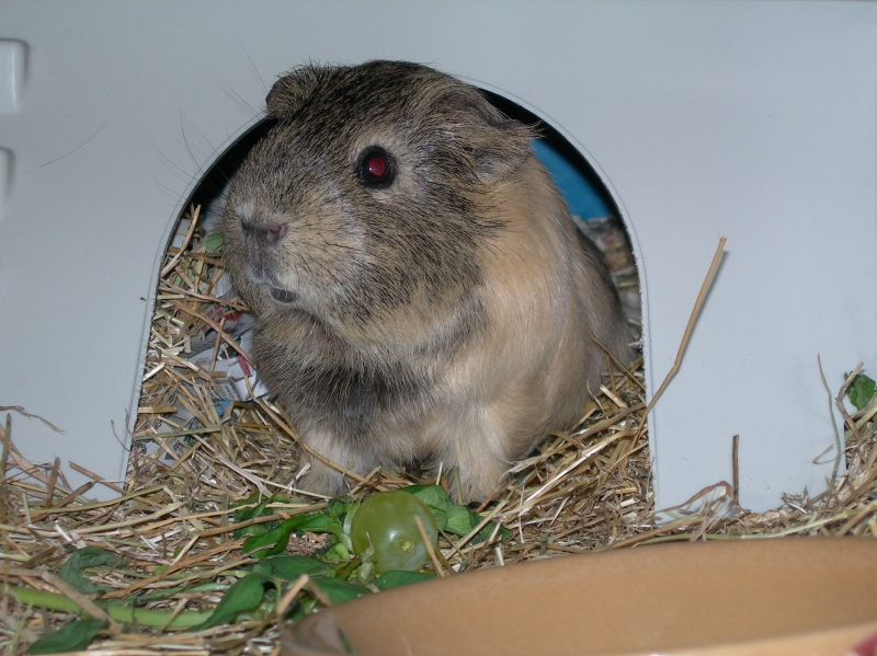 Anya
A grape, my favourite 
Keywords: Guinea Pig Nikon Animal