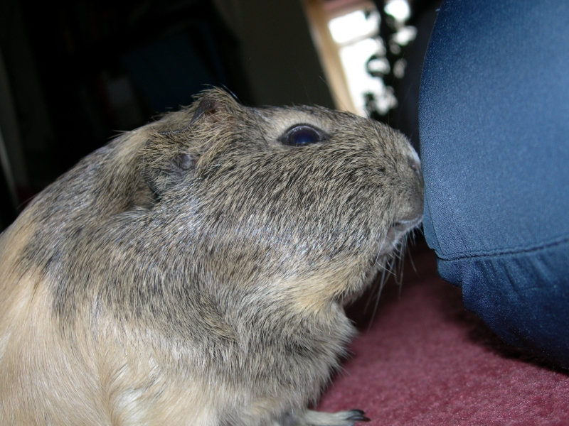 Anya
Keywords: Guinea Pig Nikon Animal