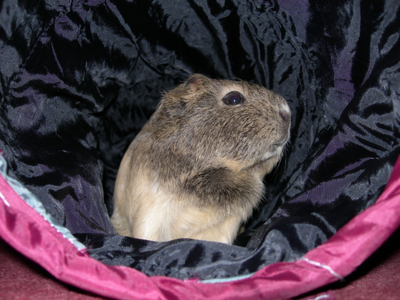 Anya
Keywords: Guinea Pig Nikon Animal