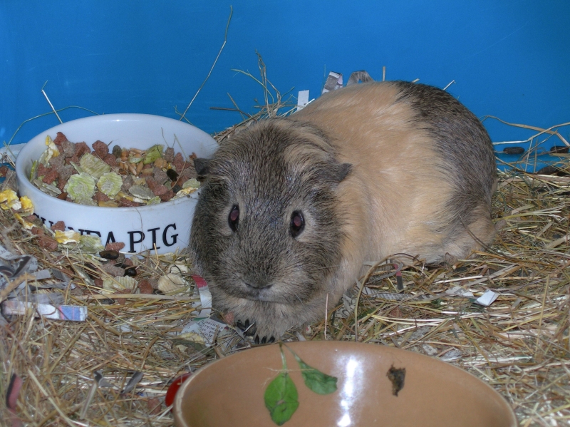 Anya
Keywords: Guinea Pig Nikon Animal