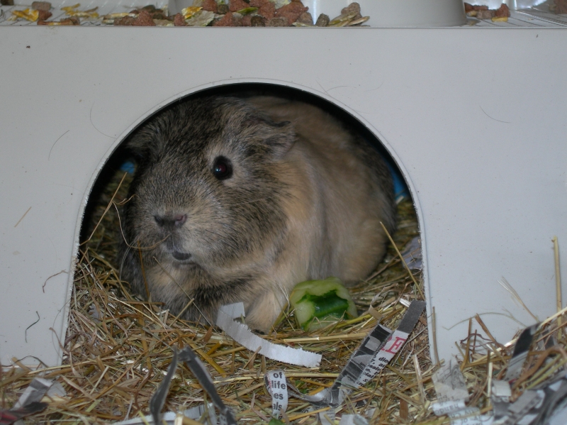 Anya
Keywords: Guinea Pig Nikon Animal