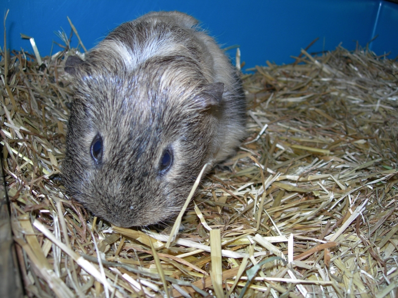 Anya
Keywords: Guinea Pig Nikon Animal