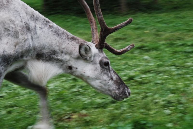 Reindeer
Blitzen
Keywords: Beale Park Nikon Reading Animal Reindeer