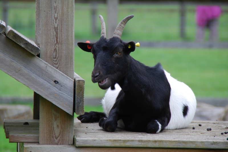 Goar
Keywords: Beale Park Nikon Reading Animal Goat
