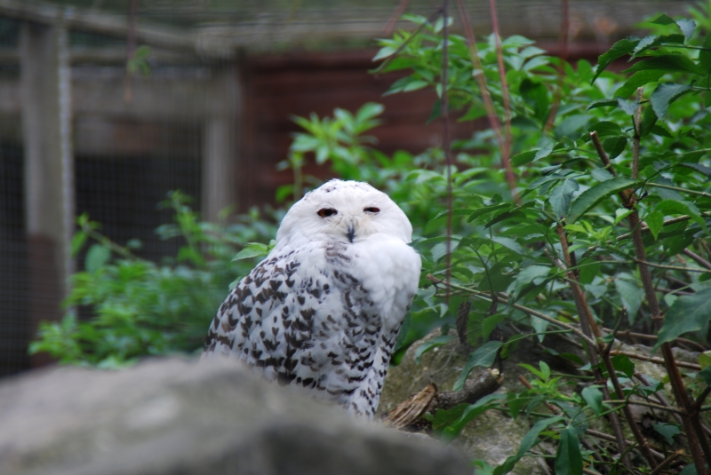 Snowy Owl
Hedwig
Keywords: Beale Park Nikon Reading Animal Owl Bird