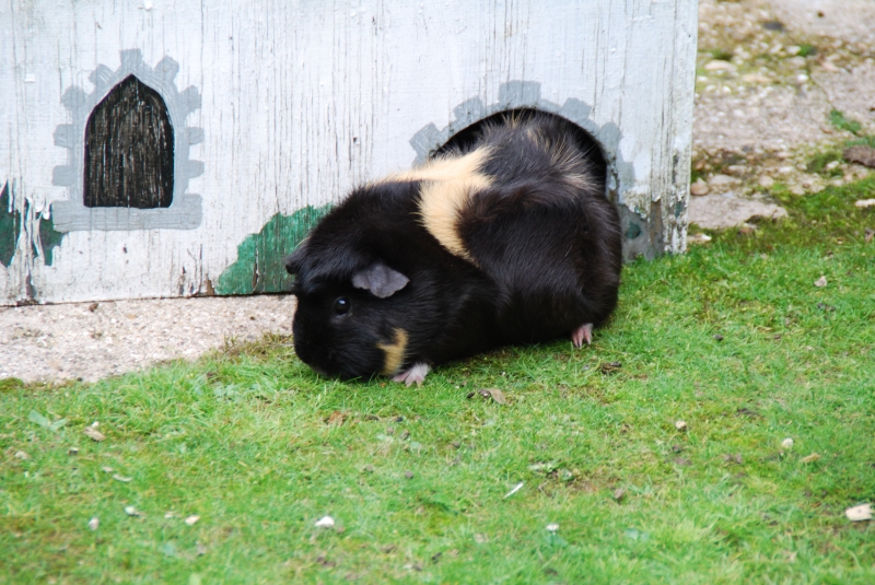 Guinea Pig
Keywords: Beale Park Nikon Reading Animal Guinea Pig