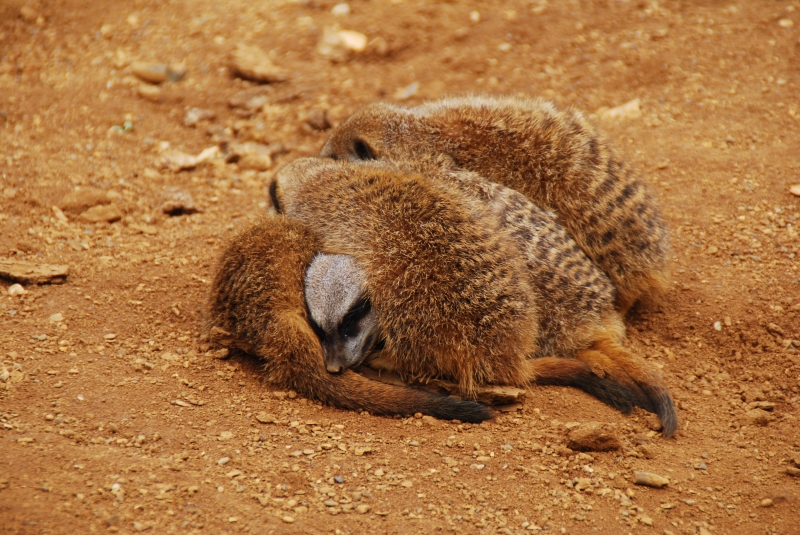 Meerkat
Keywords: Beale Park Nikon Reading Animal Meerkat