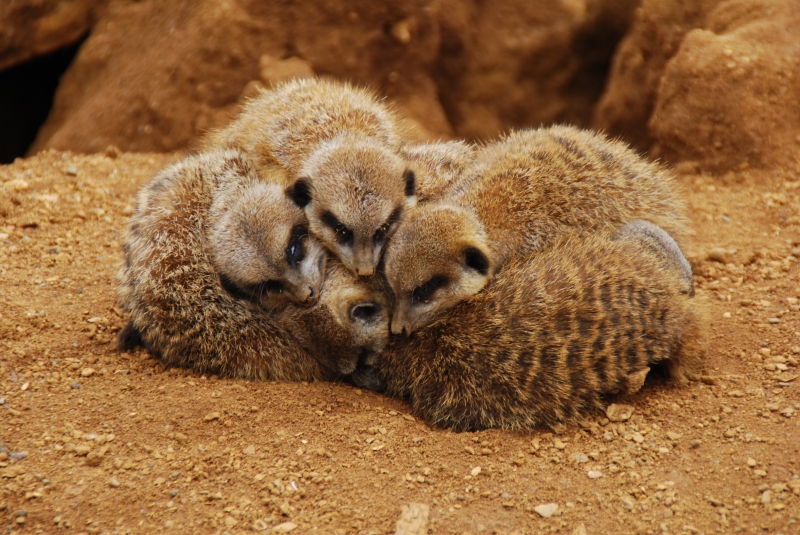 Meerkat
Cuddle Puddle
Keywords: Beale Park Nikon Reading Animal Meerkat