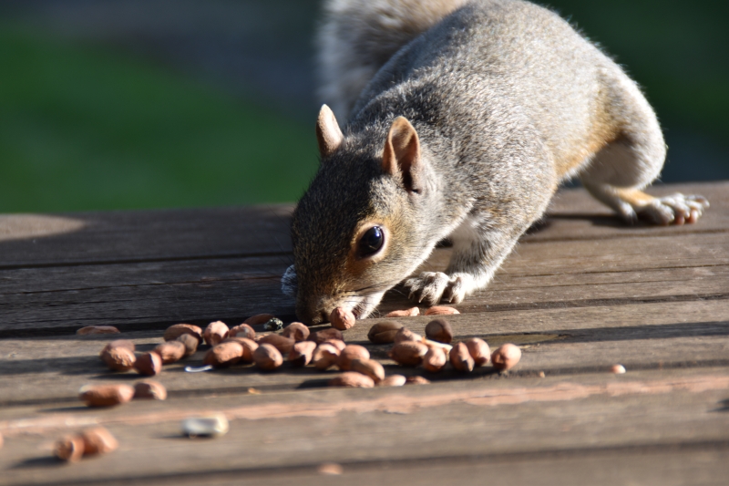 Squirrel
Keywords: Reading Berkshire Nikon Animal Squirrel