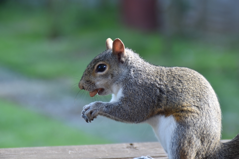 Squirrel
Keywords: Reading Berkshire Nikon Animal Squirrel