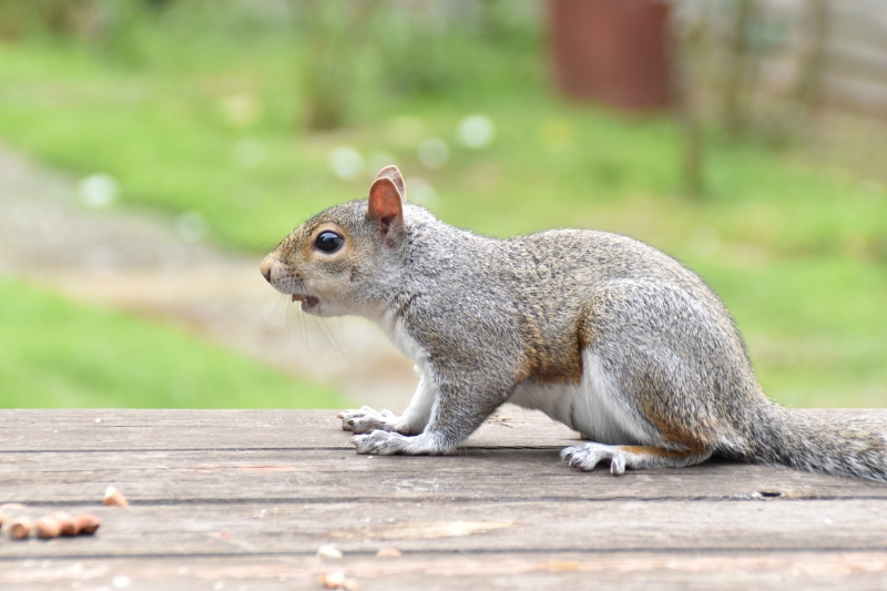 Squirrel
Keywords: Reading Berkshire Nikon Animal Squirrel