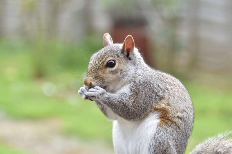 Squirrel
Keywords: Reading Berkshire Nikon Animal Squirrel