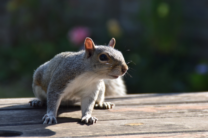 Squirrel
Keywords: Reading Berkshire Nikon Animal Squirrel