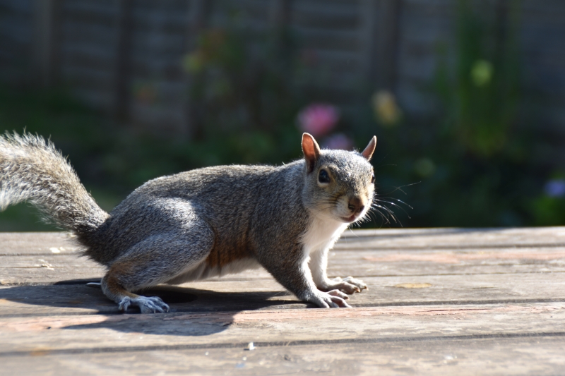 Squirrel
Keywords: Reading Berkshire Nikon Animal Squirrel