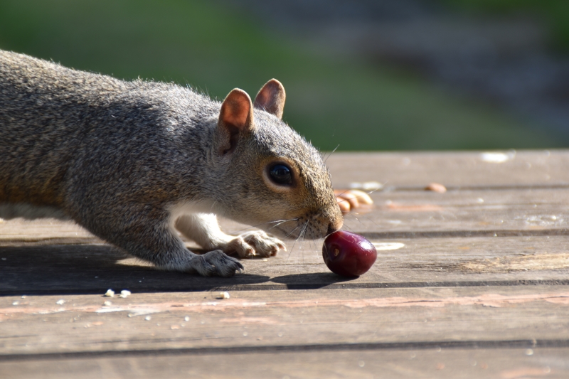 Squirrel
Keywords: Reading Berkshire Nikon Animal Squirrel