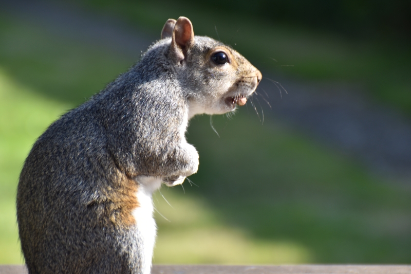 Squirrel
Keywords: Reading Berkshire Nikon Animal Squirrel