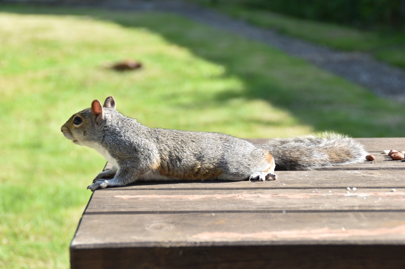 Squirrel
Keywords: Reading Berkshire Nikon Animal Squirrel