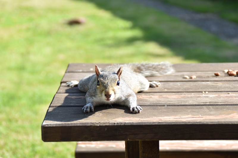 Squirrel
Keywords: Reading Berkshire Nikon Animal Squirrel