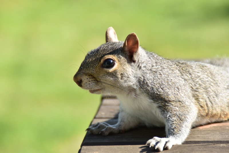 Squirrel
Keywords: Reading Berkshire Nikon Animal Squirrel