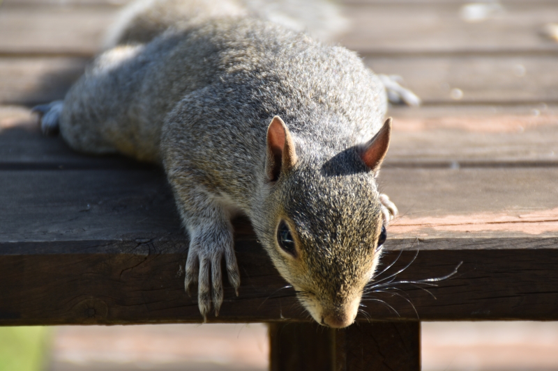 Squirrel
Keywords: Reading Berkshire Nikon Animal Squirrel